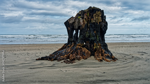 Remains of a huge tree on a deserted beach at Little Wanganui, New Zealand photo