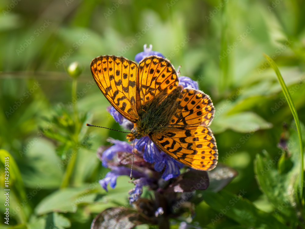 Fototapeta premium Pearl-boardered Fritillary Butterfly on Bugle