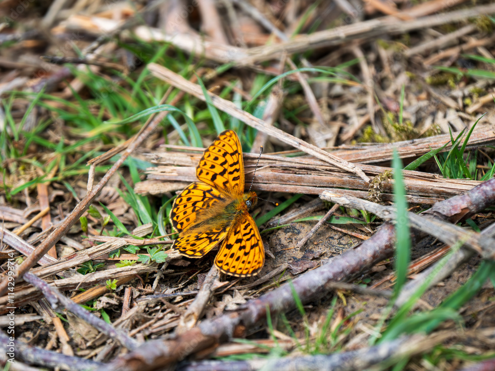 Pearl-boardered Fritillary Butterfly on the Ground Pearl-boardered Fritillary Butterfly on the Ground