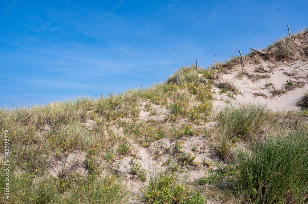 Dunes with beach grass and a barbed wire fence on the North Sea coast Dunes with beach grass and a barbed wire fence on the North Sea coast