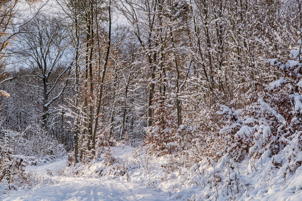 A snowy forest with trees covered in snow. The trees are bare and the snow is deep. The scene is peaceful and serene. Germany.