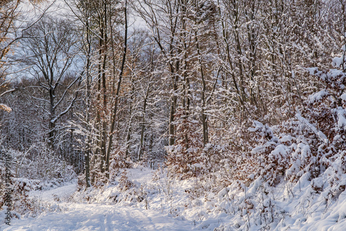 Obraz na płótnie A snowy forest with trees covered in snow. The trees are bare and the snow is deep. The scene is peaceful and serene. Germany. w salonie