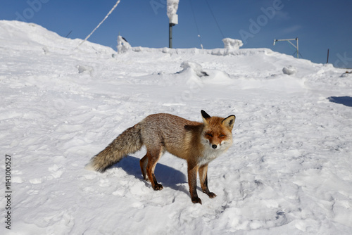 Fototapeta Naklejka Na Ścianę i Meble -  Połonina Wetlińska - Bieszczady Mountains