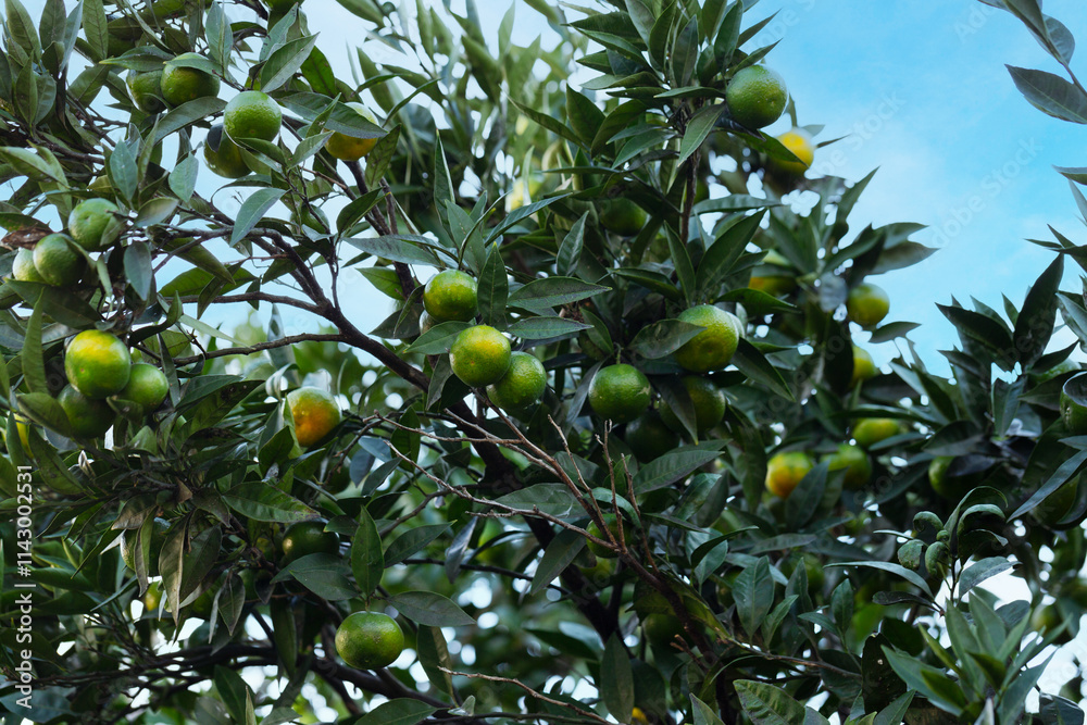 Green sweet tangerines grow on tree. Unripe citrus mandarine on green branch. Mandarin orange tree. Tangerine. Branch with fresh ripe tangerines and leaves image. Selective focus. Green sweet tangerines grow on tree. Unripe citrus mandarine on green branch. Mandarin orange tree. Tangerine. Branch with fresh ripe tangerines and leaves image. Selective focus.