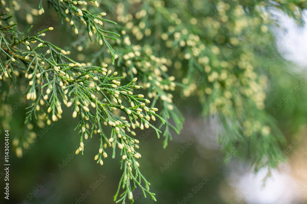 Green Juniperus excelsa, the Greek juniper evergreen tree branch fur vibrant close-up with blur Green Juniperus excelsa, the Greek juniper evergreen tree branch fur vibrant close-up with blur