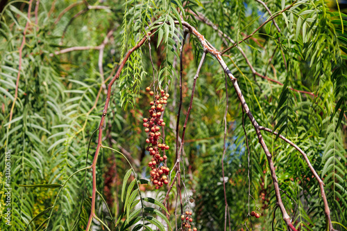 Branch of Schinus molle with leaves and mature fruits. American, false or rose pepper. Bright pepper, peppercorn or California tree. Peruvian peppertree, escobilla, molle del Peru. Canary islands photo