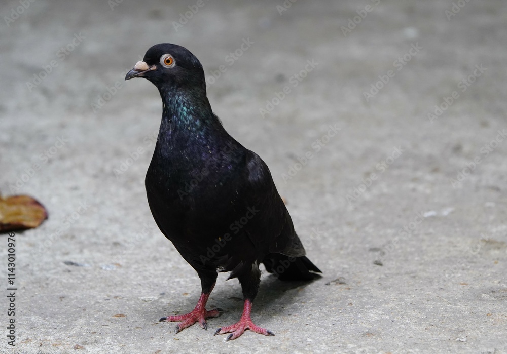 City doves or City pigeons (Columba livia f. domestica) Coco Park Fortaleza - Ceara, Brazil,
City doves or City pigeons (Columba livia f. domestica) Coco Park Fortaleza - Ceara, Brazil,