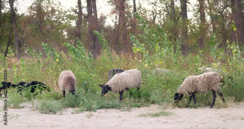 Sheep Grazing in a Forest Clearing Sheep Grazing in a Forest Clearing
