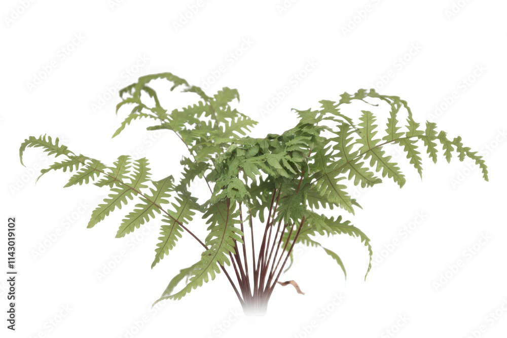 Beautiful composition with fern and other tropical leaves background. Fern leaf, Ornamental foliage, Fern isolated background, with clipping path Beautiful composition with fern and other tropical leaves background. Fern leaf, Ornamental foliage, Fern isolated background, with clipping path
