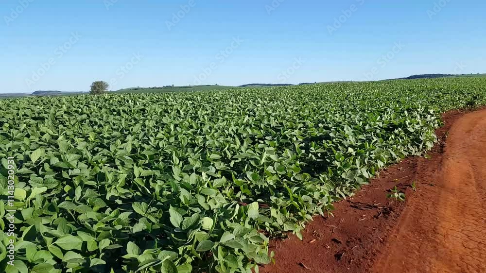 Agricultura de soja em desenvolvimento.