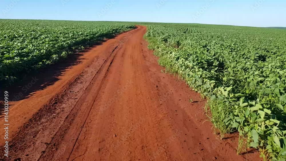 Estrada rural de terra de chão vermelho passando por plantação de soja em desenvolvimento.
