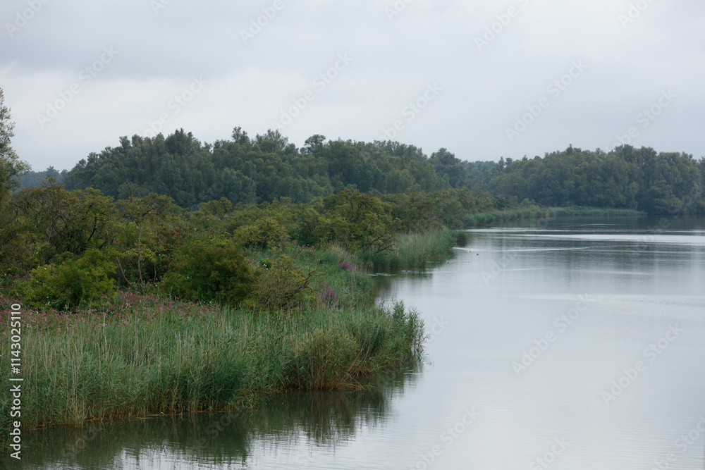 Calm river reflecting overcast sky, bordered by lush vegetation and trees.  Tranquil riparian landscape.