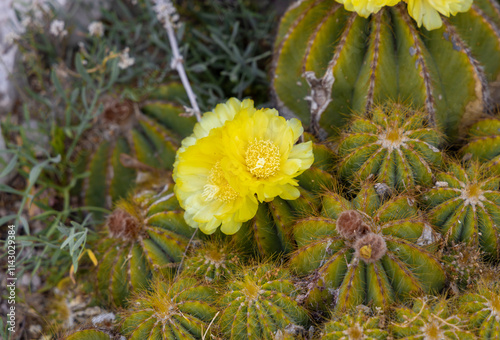 View with cactus with flowers. Detail view of the cardon cactus with green torqouise colors. Peaceful nature Peyote cactus cochineal fig cocheneel fig blad apple cactus hedge hog thistle torch thistle photo