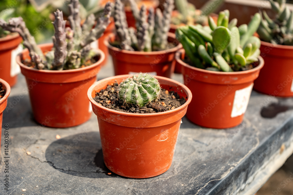 Small Orange Pots with Succulents on a Black Table Outdoors on a Sunny Day Small Orange Pots with Succulents on a Black Table Outdoors on a Sunny Day