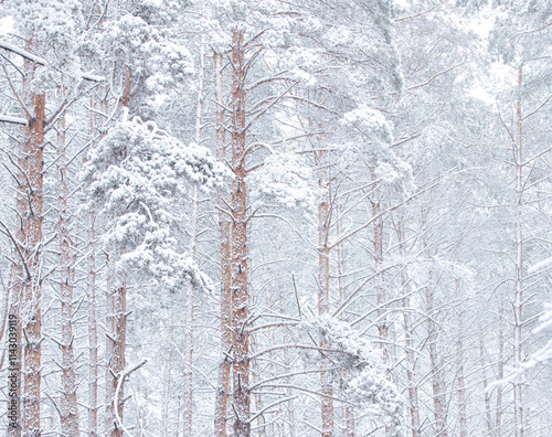 Snow-covered, frost-covered branches and trunks of a pine tree in a fairy-tale forest in winter in December. Blizzard in a winter forest before the Christmas holidays.
