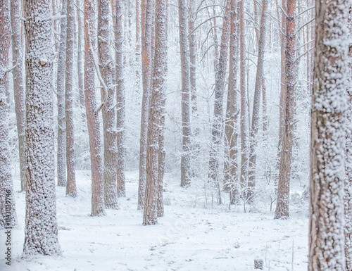 Snow-covered, frost-covered branches and trunks of a pine tree in a fairy-tale forest in winter in December. Blizzard in a winter forest before the Christmas holidays.