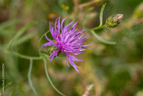 Spotted knapweed flower blooming in summer meadow