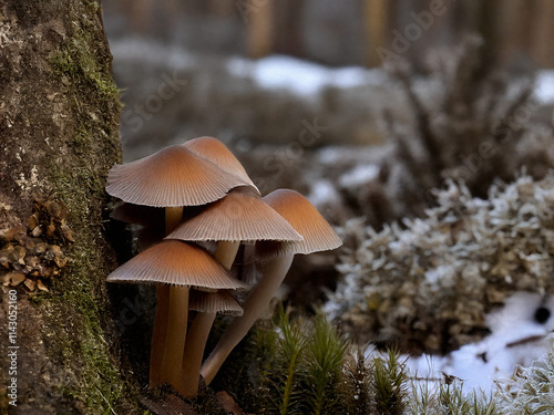 Pilze an einem Baum im Schnee photo