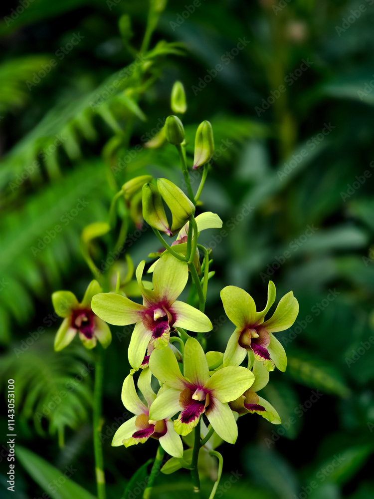 Obraz premium Dendrobium. This genus of orchid, first described in 1799, is made up of over 1,000 species.