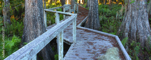 Swamp Boardwalk Landscape in central Florida