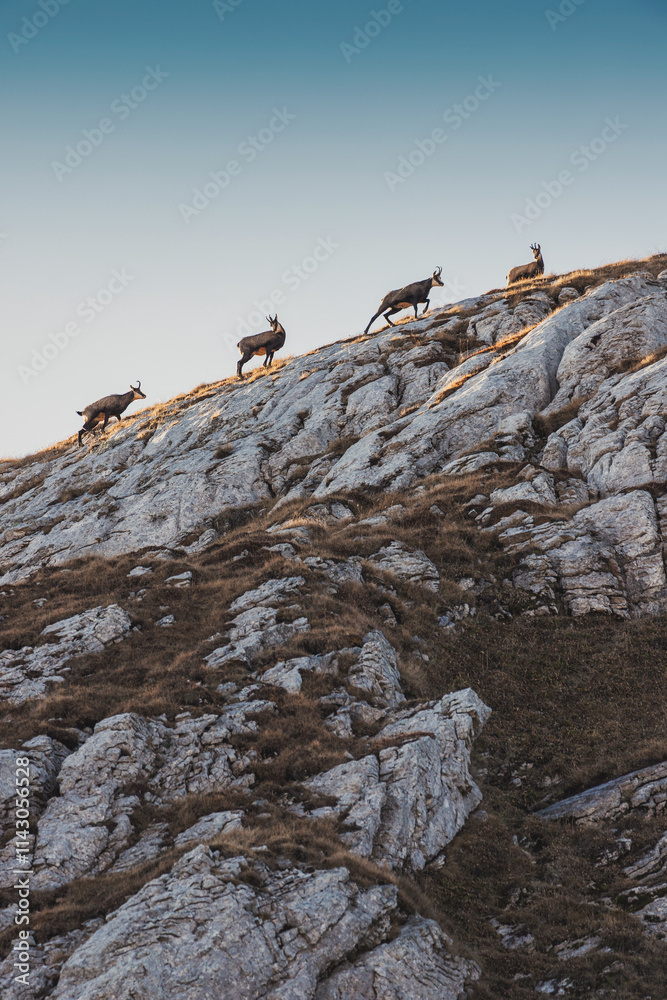 Four chamois are climbing a rocky mountainside under a clear blue sky Four chamois are climbing a rocky mountainside under a clear blue sky
