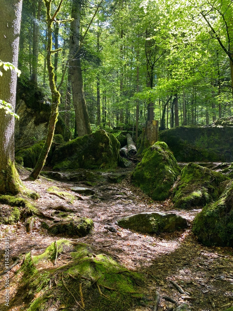 A magical forest in the swiss mountains A magical forest in the swiss mountains
