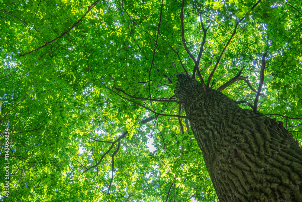 Fototapeta premium green forest background in a sunny day