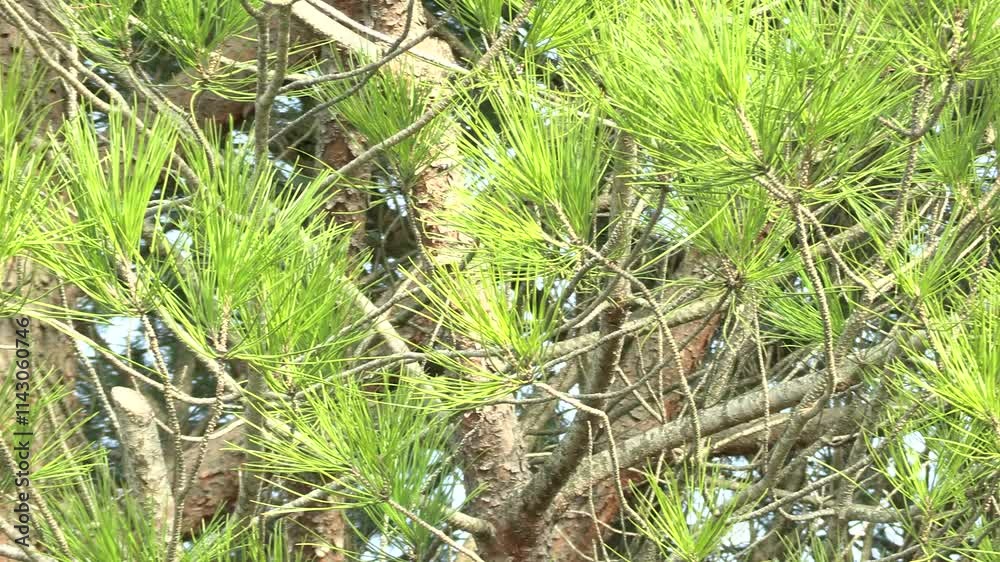 branches de pins, en gros plan