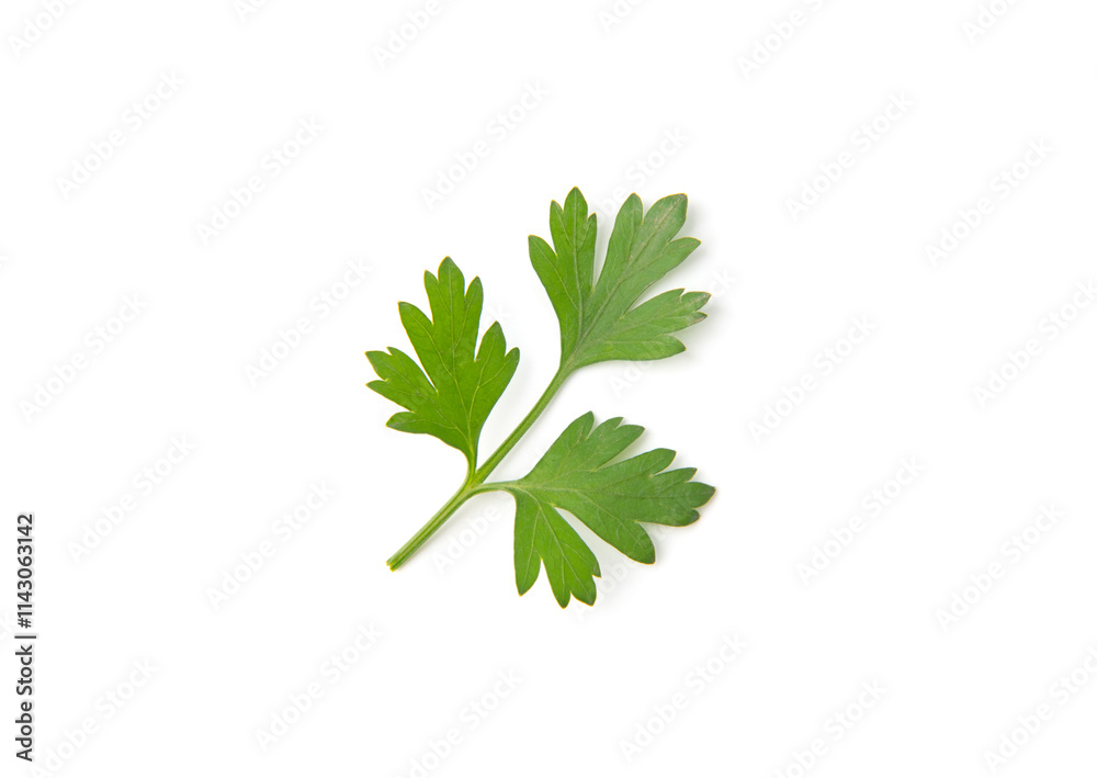 Fresh parsley leaves on white background Fresh parsley leaves on white background