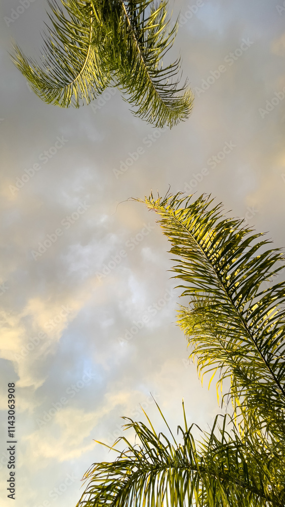 Looking up through lush green palm fronds against a dramatic cloudy sky, capturing a tropical and serene atmosphere with soft natural lighting. Looking up through lush green palm fronds against a dramatic cloudy sky, capturing a tropical and serene atmosphere with soft natural lighting.