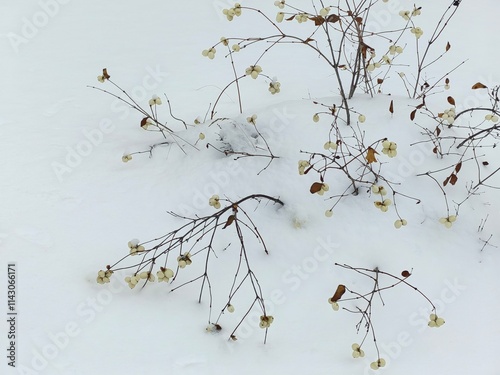 The fruits of snowberry (Symphoricarpos) against the background of snow, close and far away, winter photo