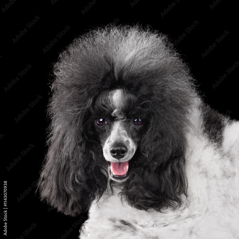 Portrait of beautiful harlequin poodle Portrait of beautiful harlequin poodle