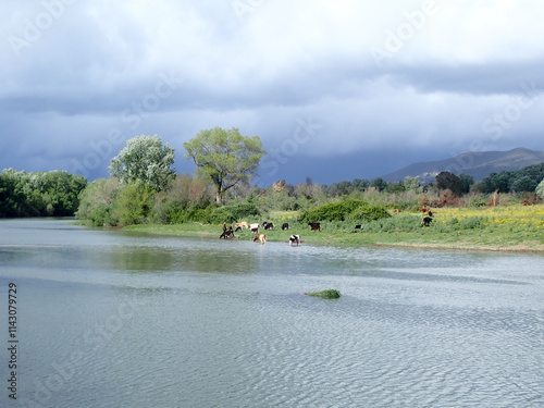 Green forest of willow trees with green grass, blue sky and clouds in spring, Sunlit Forest with Lush Green Undergrowth, Woodland Landscape, Deep forest summer woods background in Jijel Algeria Africa photo