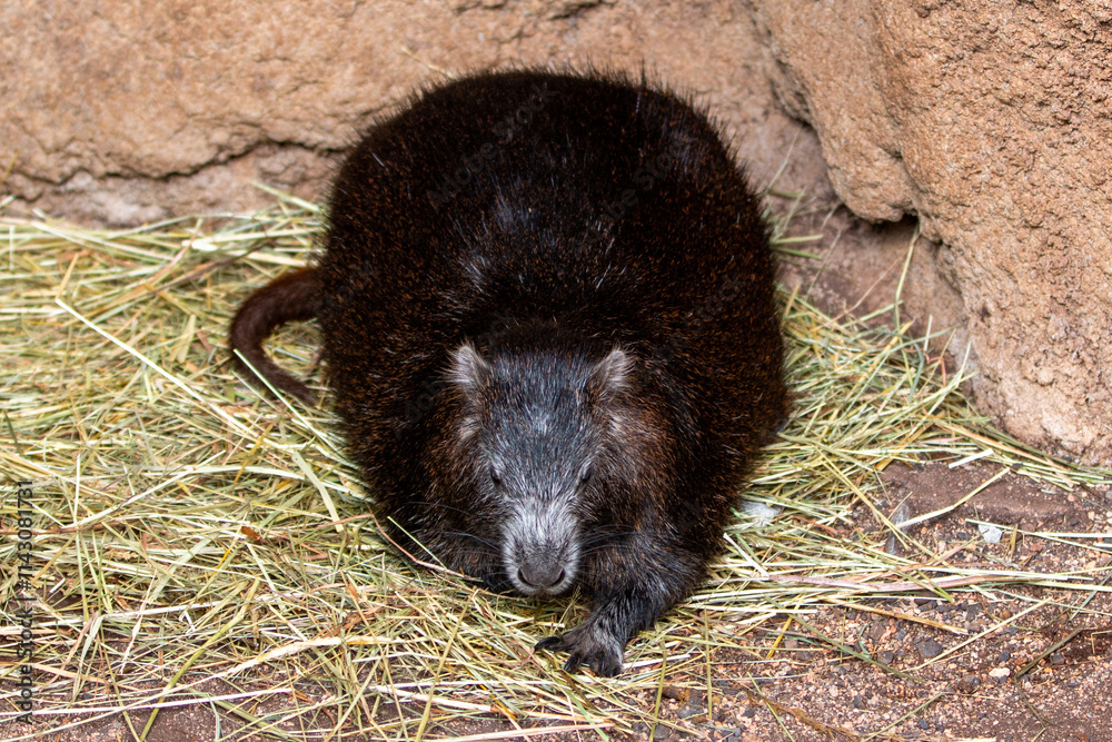Cuban hutia also hutia-conga also Desmarest's hutia (in german Hutiaconga also Greifschwanz-Ferkelratte also Kuba-Baumratte) Capromys pilorides