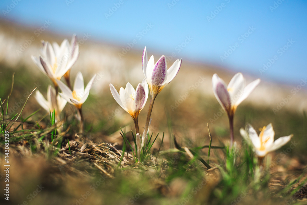 White Crocuses Blooming in Spring Sunlight