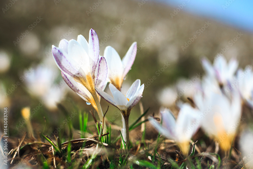 Fototapeta premium White Crocuses Blooming in Spring Sunlight