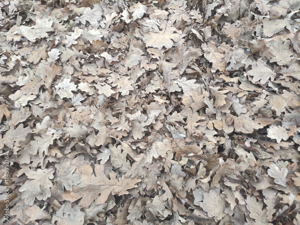 bark of a tree, fallen leaves in the forest, background of fallen oak leaves bark of a tree, fallen leaves in the forest, background of fallen oak leaves