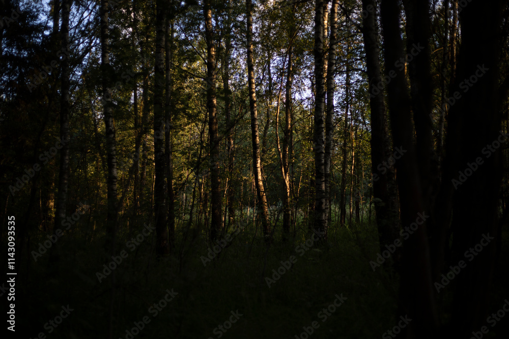 Birch grove. Forest thicket in the summer. Details of nature. Birch grove. Forest thicket in the summer. Details of nature.
