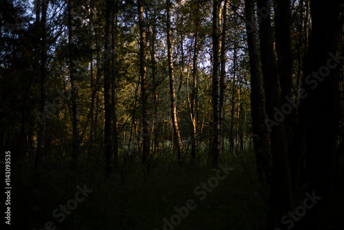 Birch grove. Forest thicket in the summer. Details of nature.