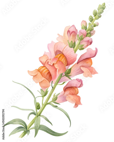 A single snapdragon bloom in soft pink and orange hues