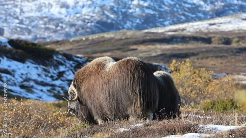 A Musk Ox in Dovrefjell National Park, Norway, surrounded by snow and vegetation, with its impressive horns.