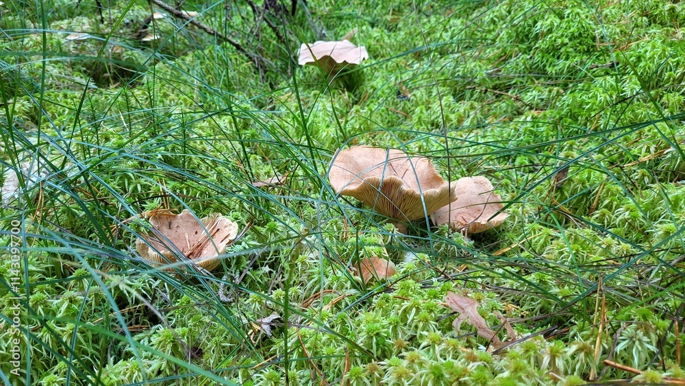 mushroom in the grass mushroom in the grass
