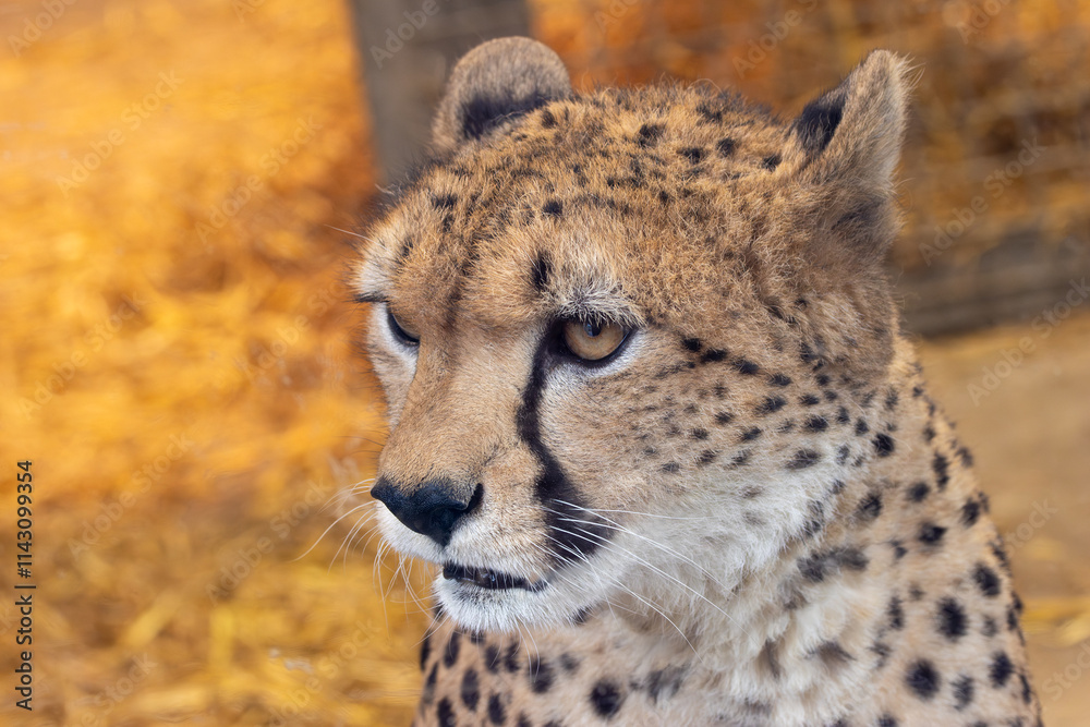 North East African Cheetah (Acinonyx jubatus soemmeringii) - Found in Sudan and Ethiopia grasslands North East African Cheetah (Acinonyx jubatus soemmeringii) - Found in Sudan and Ethiopia grasslands