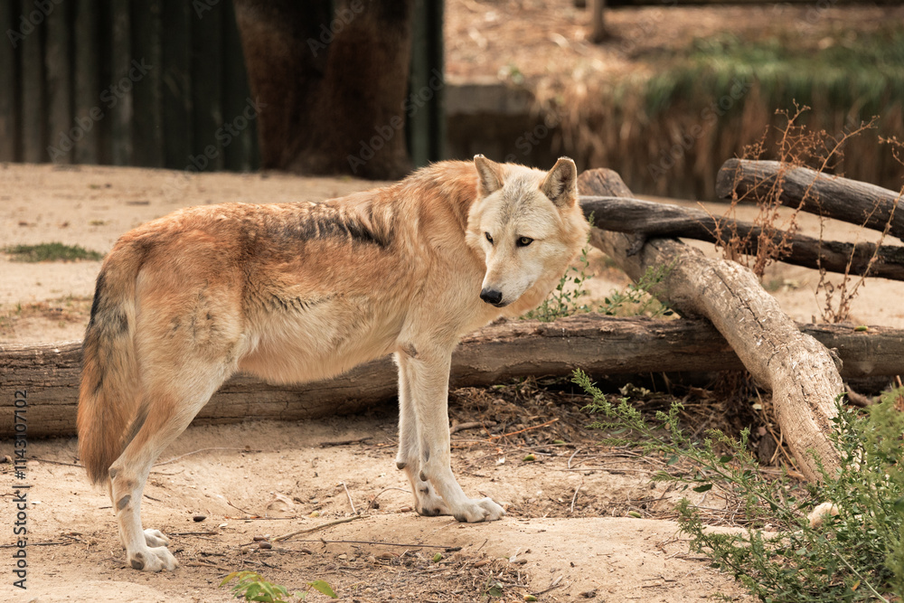 Arctic wolf standing in natural environment with fallen logs Arctic wolf standing in natural environment with fallen logs