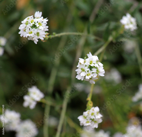 Berteroa incana as a weed grows in nature photo