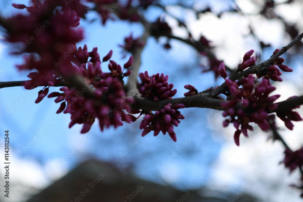 blossom in spring