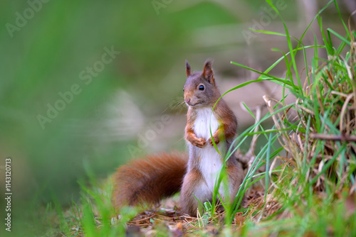 Fototapeta eichhörnchen sciurus vulgaris