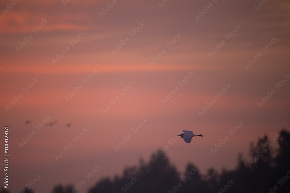 Egret bird in flight against a vibrant sunrise sky.