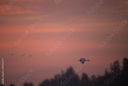 Obraz na płótnie Egret bird in flight against a vibrant sunrise sky. w salonie