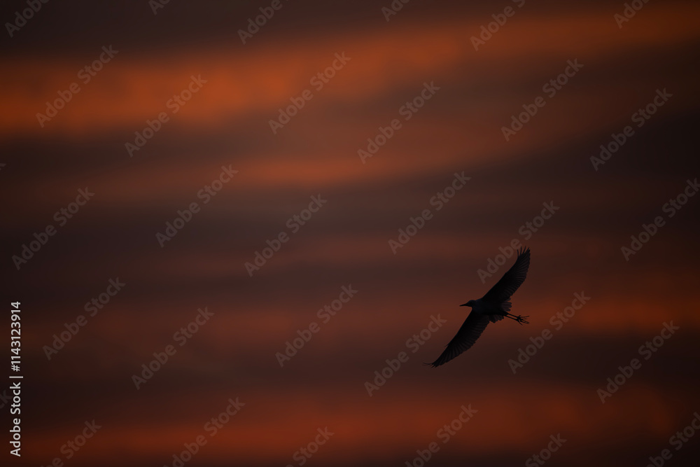 Egret bird in flight against a vibrant sunrise sky.
